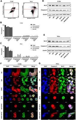 Propofol Augments Paclitaxel-Induced Cervical Cancer Cell Ferroptosis In Vitro